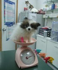Angie's Grooming, Cohasset Minnesota