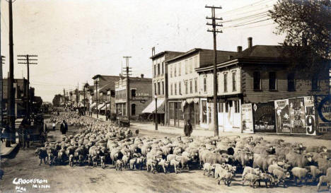 Street filled with many sheep and lambs, Crookston Minnesota, 1914