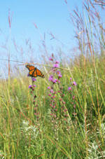 Minnesota Native Landscapes, Foley Minnesota