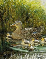 Stromberg's Chicks & Gamebirds, Pine River Minnesota