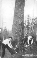 Sawing down a tree, Red River Lumber Company, Akeley.