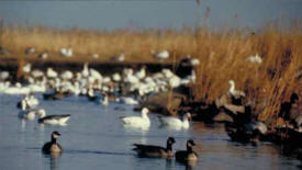 Waterfowl in a wetland on a Wildlife Management Area