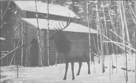 Elk in Diamond Point Park, Bemidji Minnesota