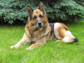 Midwest Canine Training, Beaver Creek Minnesota