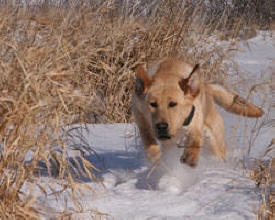 Fischer's Kennel & Hunt Club, Albany Minnesota