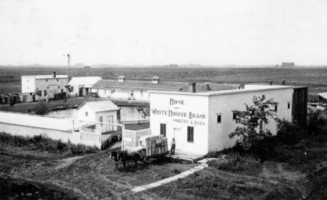 White House Brand Poultry, Arlington Minnesota, 1913