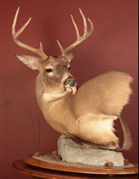 Willard's Taxidermy, Brownsville Minnesota