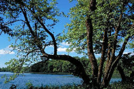 Lake Carlos State Park, Carlos Minnesota