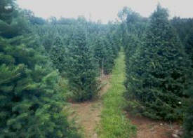 Chub Lake Tree Farm, Carlton Minnesota