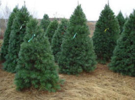 Sand Country Christmas Trees, Clear Lake Minnesota