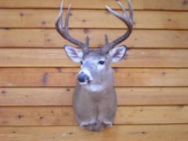 Willow Taxidermy, Cyrus Minnesota
