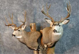 Natural Images Taxidermy, Dalton Minnesota