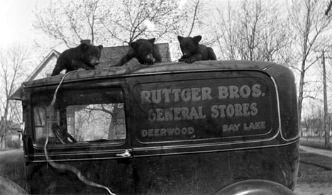 Ed Ruttger's tame bear cubs on roof of Ruttger Brothers General Store truck, Deerwood Minnesota, 1930
