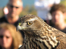 Hawk Ridge Bird Observatory, Duluth Minnesota