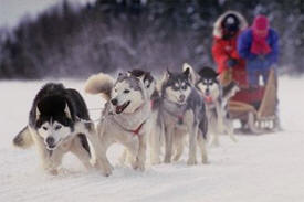 John Beargrease Sled Dog Marathon, Duluth Minnesota