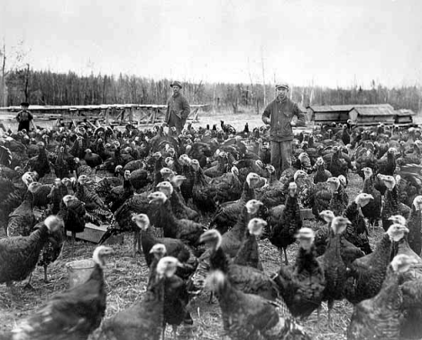 Turkey Farm near Effie Minnesota, 1932