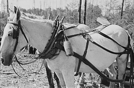 Bottle of drinking water on horse's collar, at lumberjacks' camp, near Effie, Minnesota, 1937
