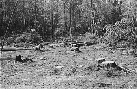 Forest which has been freshly cut at camp near Effie, Minnesota, 1937
