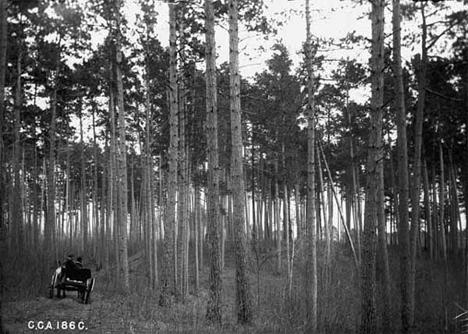 Horse drawn wagon on road through forest of Norway pine, Elbow Lake, 1901