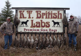 K T British Labs, Elbow Lake Minnesota