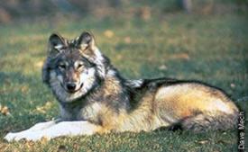 International Wolf Center, Ely Minnesota