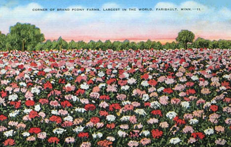 Peonies at Brand Peony Farm, Faribault Minnesota, 1940
