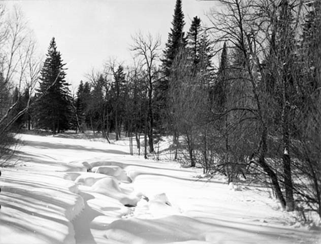 Trail, Finland State Forest, 1950
