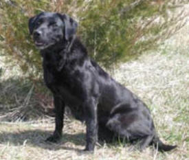 Prairie Marsh Kennel, Garvin Minnesota