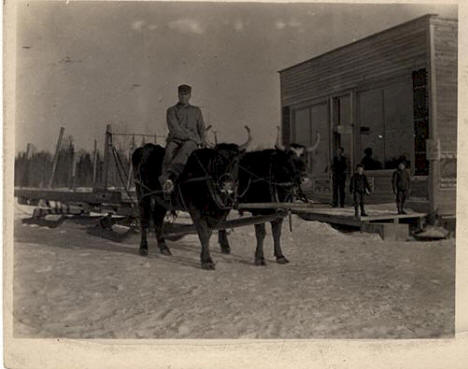 Ox-drawn sled, Gemmell Minnesota 1908-1909