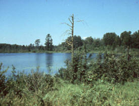 Pine Island State Forest, Gemmell Minnesota