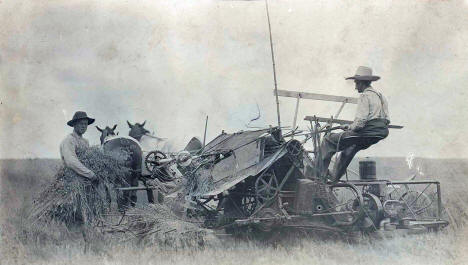 Harvesting Grain, Glenville Minnesota, 1900's