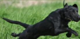 North Dakota Retriever Club, Glyndon Minnesota