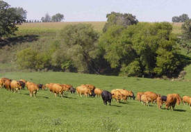 Schafer Farms, Goodhue Minnesota