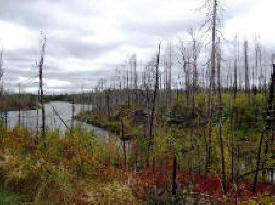 Iron Lake Campground in the Superior National Forest near Grand Marais Minnesota