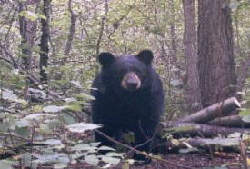 Bearpaw Guide Service, Grygla Minnesota