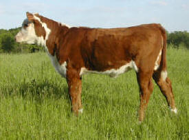 Kruse's Polled Herefords, Harris Minnesota