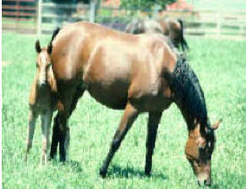 Sampson Thoroughbred Farm, Hector Minnesota