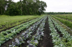 East Henderson Farm, Henderson Minnesota