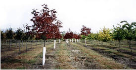 Bork Tree Farm, Hinckley Minnesota