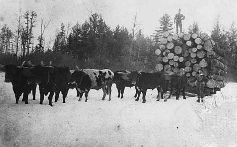 Oxen used to haul logs of white pine near Hinckley Minnesota, 1885