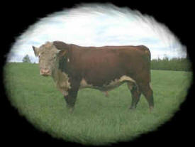 Loberg Polled Herefords