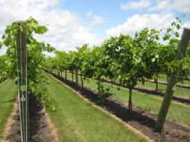 Winterhaven Vineyard and Nursery, Janesville Minnesota