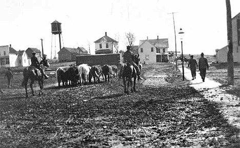 Bringing cattle to market, Kilkenny Minnesota, 1900