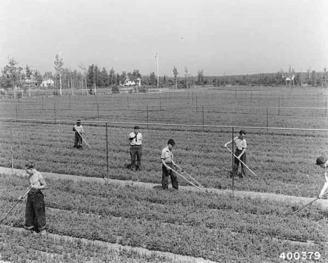 Civilian Conservation Corps enrollees from Spruce Lake Camp weed beds and rake paths in a white spruce transplant bed at the Knife River Nursery, Knife River Minnesota, 1940