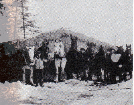 Pictured are teams of horses used in early logging operations near Nashwauk Minnesota