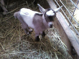 Erickson's Petting Zoo, Osakis Minnesota