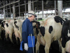 Northern Valley Dairy Production Medicine Center, Plainview Minnesota