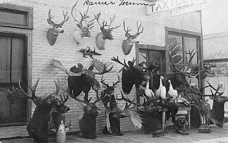 Taxidermist's display, Ranier Minnesota, 1912