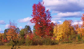 Remer State Forest, Remer Minnesota