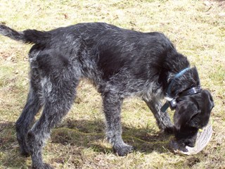 Shadow Rocke Kennels, Grand Rapids Minnesota